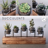 Succulents_set
