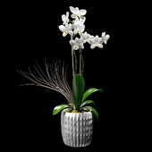 Orchid flower decorative in a pot white