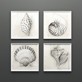The collection of pictures "Shells"