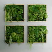 Set of moss and fern phyto modules