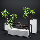 Set of mangrove branches in a vases