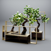 Set of mangrove branches in a vases