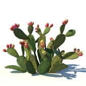 Opuntia ficus-indica / 2 (with fruits)