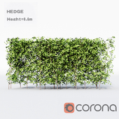 hedgerow plant