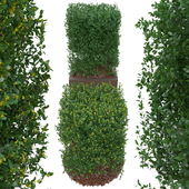 Boxwood bush in the form of a cube