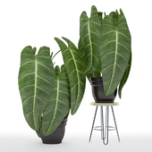 Black Gold Philodendron
