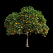 Orange Tree 3