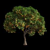 Orange Tree 4