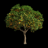 Orange Tree 5