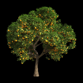 Orange Tree 9