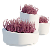 Group of outdoor flowerpots with heather