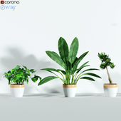 Plants_3dce_2