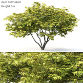 Acer Palmatum