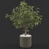 Plant_Ficus_001