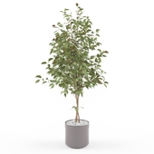 Plant_Ficus_002
