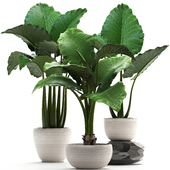 Plant collection 263. Alocasia, white pot, exotic plant, flowerpot, outdoor, bushes