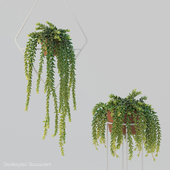 Donleytail | Burrostail succulent hanging