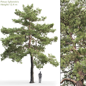 Pinus Sylvestris # 13 (12.4m)