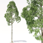 Eucalyptus 2