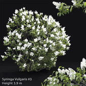 Syringa vulgaris # 3