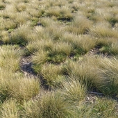 Eskdale grass