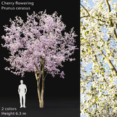 Prunus cerasus | Cherry flowering # 2