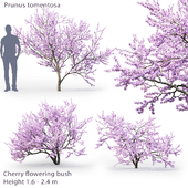 Prunus tomentosa | Cherry flowering bush # 1