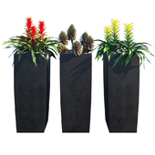 Tropical plant set