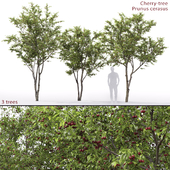 Prunus cerasus | Cherry-tree # 1
