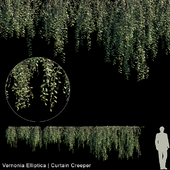 Vernonia Elliptica | Curtain creeper | 10 module