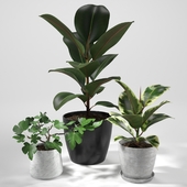 Set of plants 04