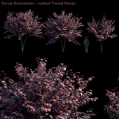 Cercis Canadensis | redbud "Forest Pansy" # 2