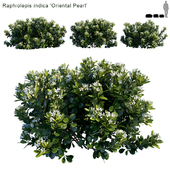 Raphiolepis indica | Oriental Pearl