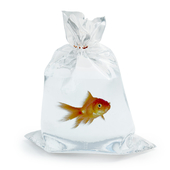 рыбка в пакете