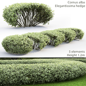Дерен белый Элегантиссима | Cornus Alba Elegantissima hedge #1