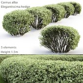 Дерен белый Элегантиссима | Cornus Alba Elegantissima hedge #2