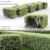 Дерен белый Элегантиссима | Cornus Alba Elegantissima hedge #3