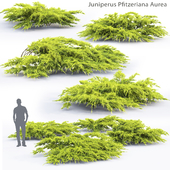 Можжевельник средний Ауреа | Juniperus Pfitzeriana Aurea #1
