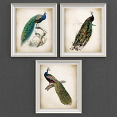 Set of peacock