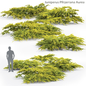 Можжевельник средний Ауреа | Juniperus Pfitzeriana Aurea #2