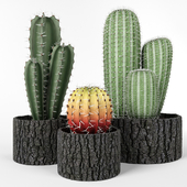 Set of cacti in wooden pots
