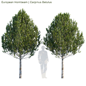 European Hornbeam | Carpinus betulus