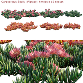 Carpobrotus Edulis | Pigface | 6 module | 2 season