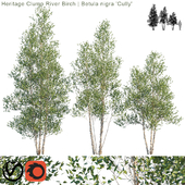 Heritage Clump River Birch | Betula nigra "Cully" #2