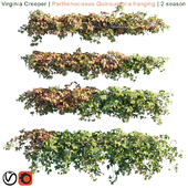 Virginia Creeper | Parthenocissus Quinquefolia hanging | 2 season