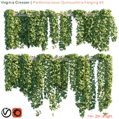 Virginia Creeper | Parthenocissus Quinquefolia hanging #2 | 10 module