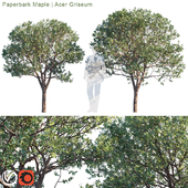 Paperbark Maple | Acer Griseum #2
