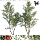 Heritage Clump River Birch | Betula nigra "Cully" # 3