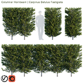 Columnar Hornbeam | Carpinus Betulus Fastigiata hedge