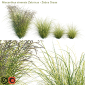 Miscanthus sinensis Zebrinus | Zebra Grass
